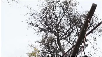 Outdoor Bondage Shibari Suspension - Tattoo Skinny Girl In Ropes On A Tree