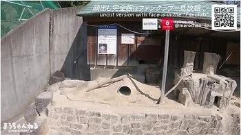 En Date I Zoologisk Have Med En Amator Barmfagre Skonheder Vildt Instinkt Bar Sex Japansk Blowjob