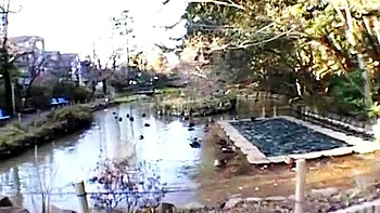 Crazy Japanese chick Haru Sakuraba in Exotic Solo Girl JAV video