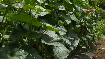 HBN546-TIGLWEAJHN218347749