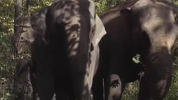 Selen - Queen Of The Elephants 1 (1)