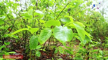 Watch Sensual Misss Xxx