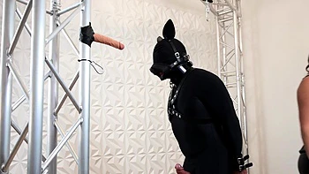 Maîtresse tète la queue du soumis bâillonné au gode