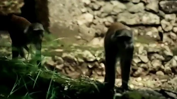 Madura morena de peitões fodida ao ar livre com pau grande