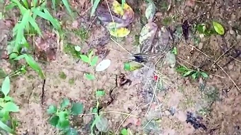 Уличный минет на коленях с волосатой индианкой